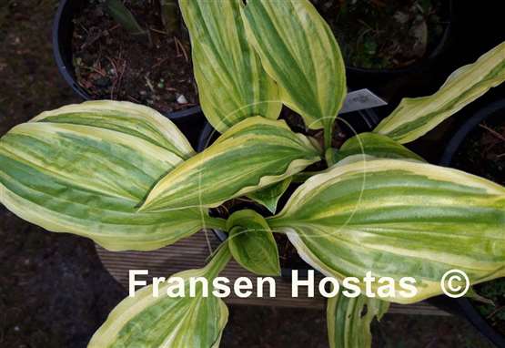 Hosta Yellow Splash